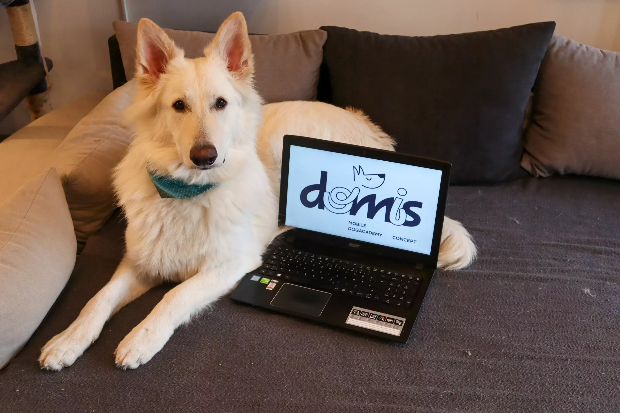 Sachkundenachweis - Domis Dogacademy