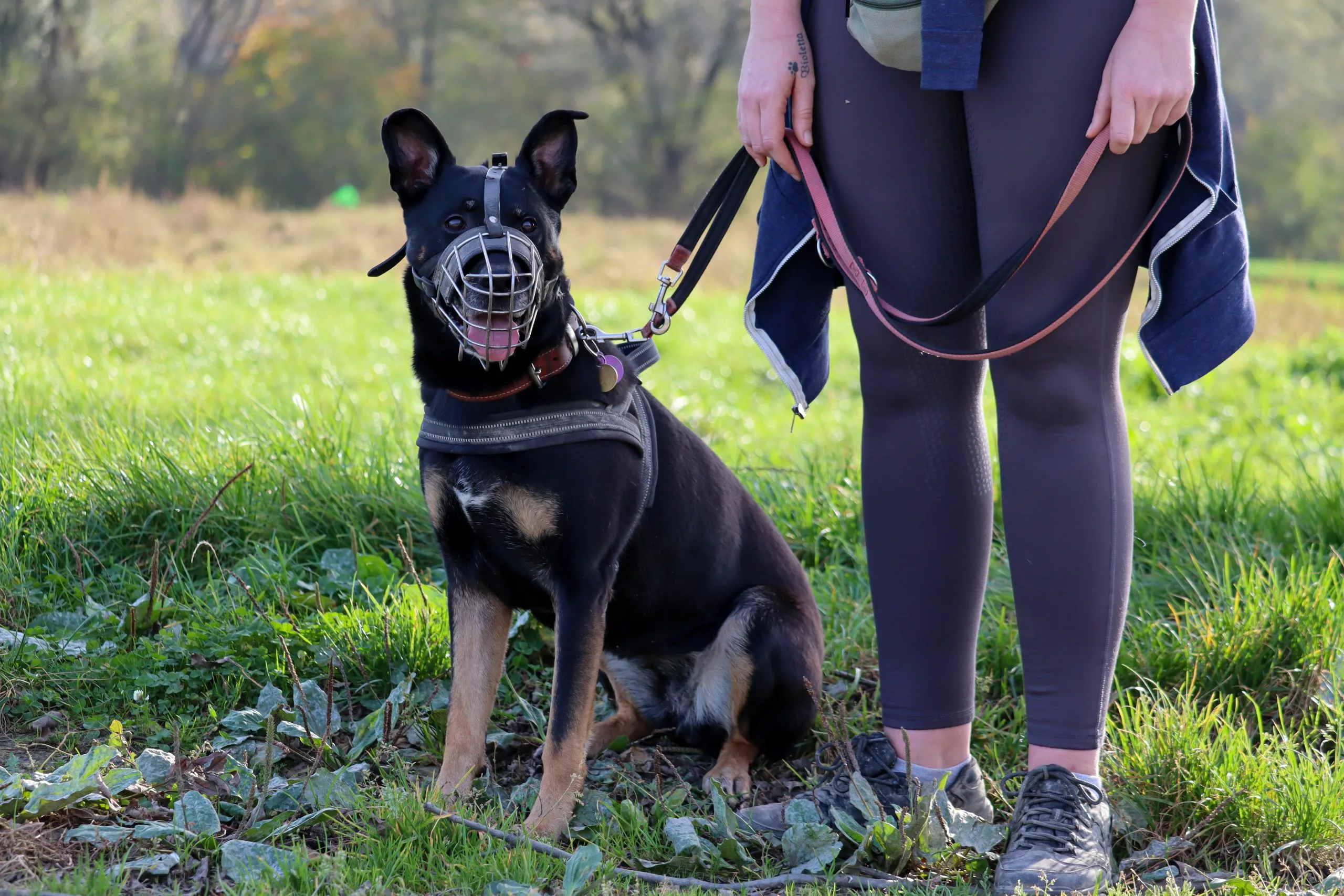 Hunde mit Verhaltensauffälligkeiten liegen mir besonders am Herzen.